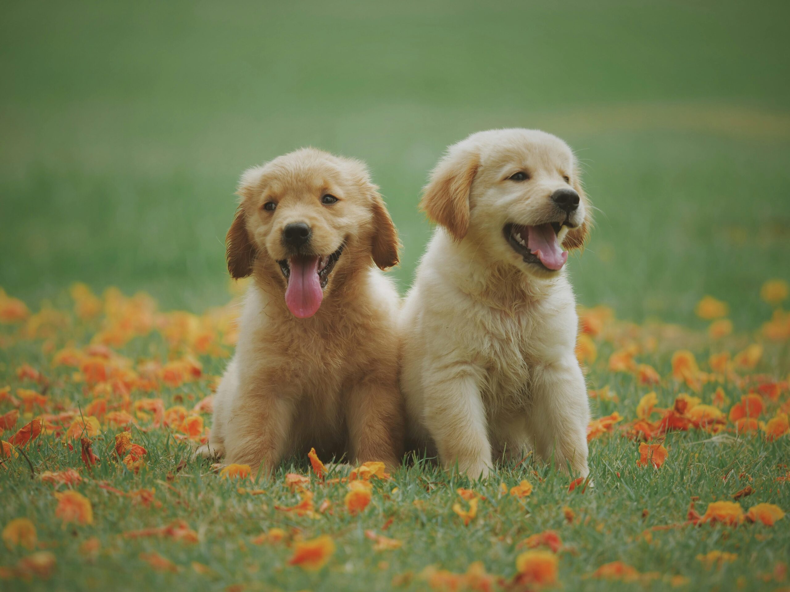 Two golden retrieve puppies sticking their tongues out while sitting on a grassy field.