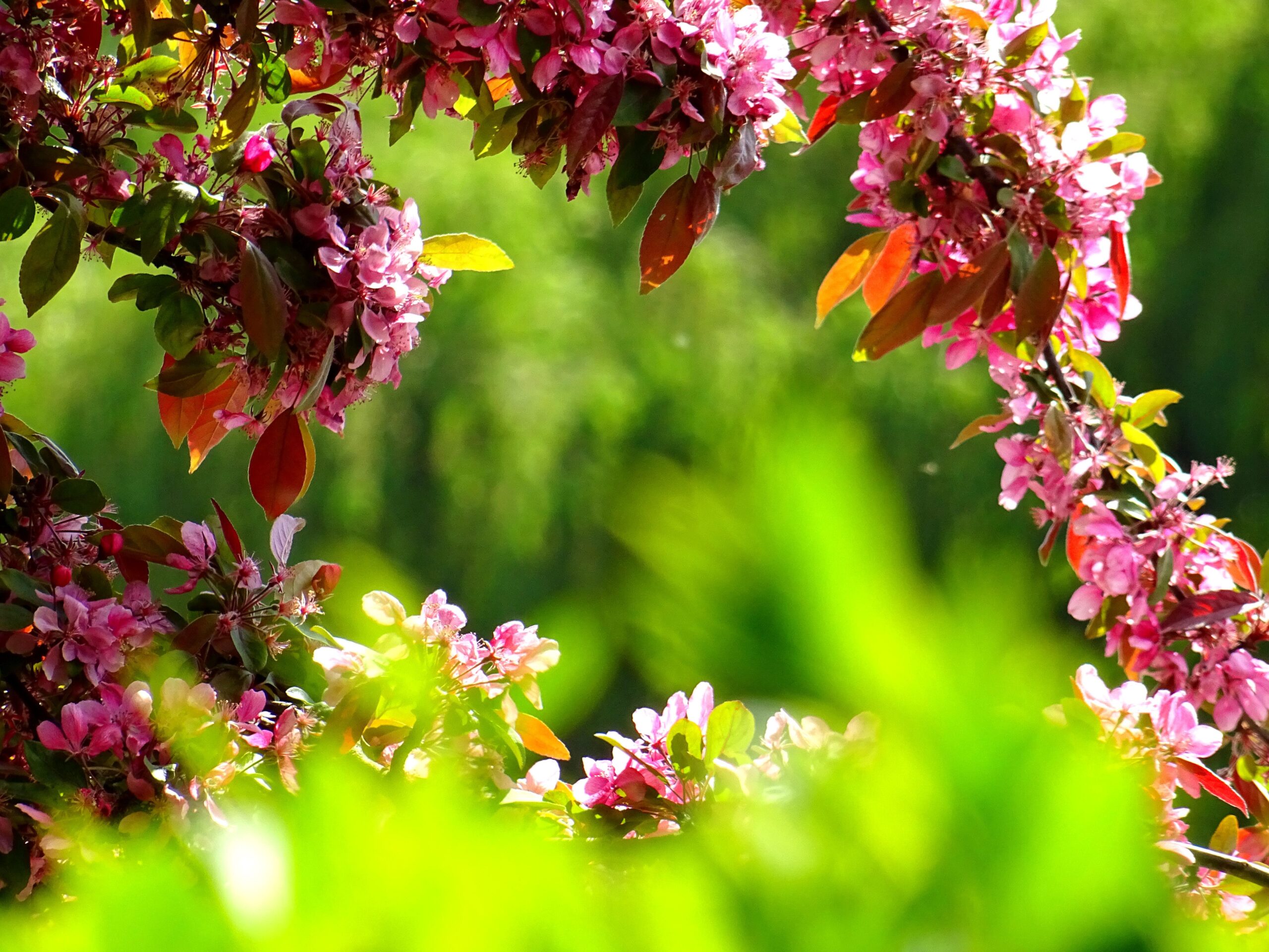 A close-up of flowers hanging from a tree, representing the beauty of the Garden of Eden.