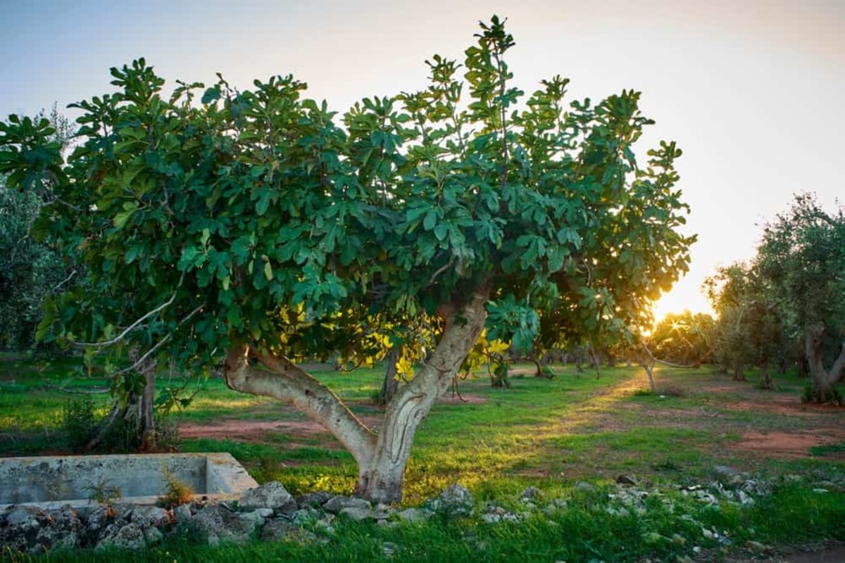 A fig tree.