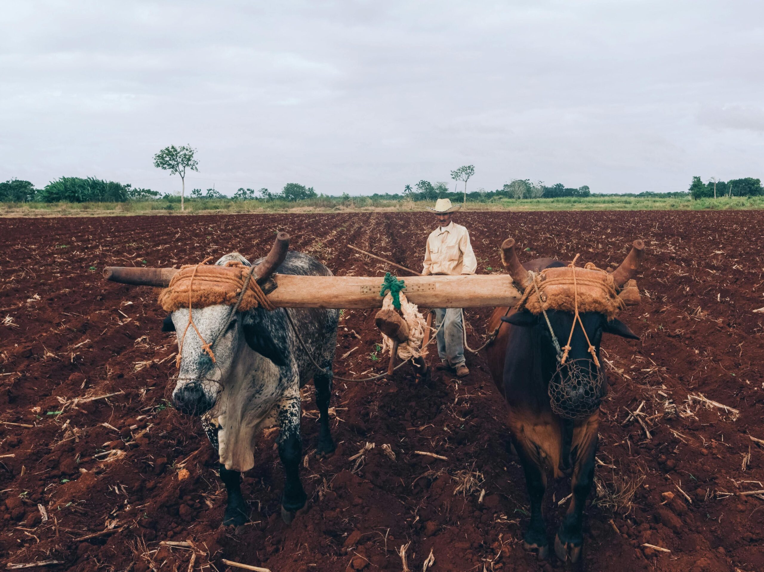 Two oxen bound by a yoke.