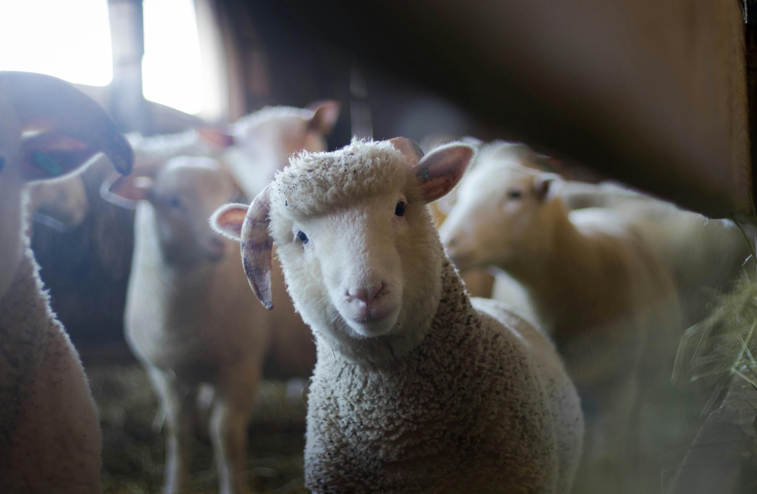 A sheep looking at the camera surrounded by its herd.